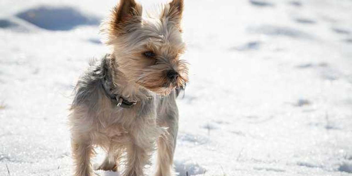 Cold Weather Pet Care for Outdoor Pets