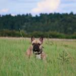 French Bulldog Harness Profile Picture