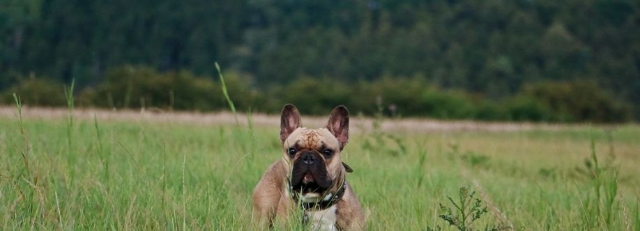 French Bulldog Harness Cover Image