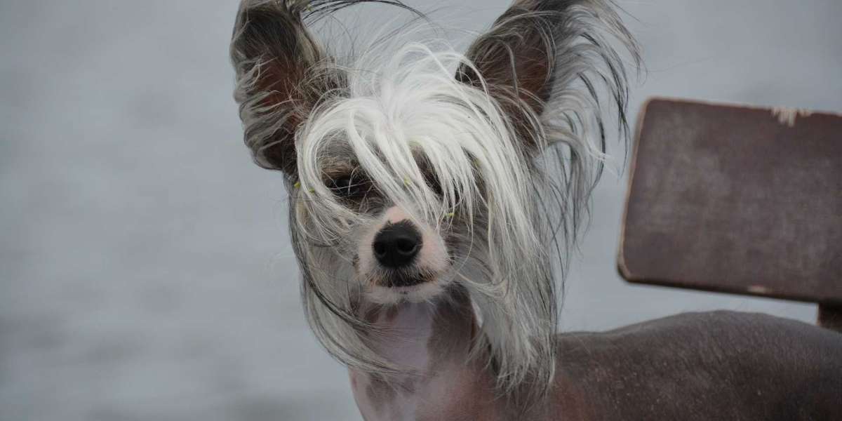 World's Ugliest Dog- Chinese Crested