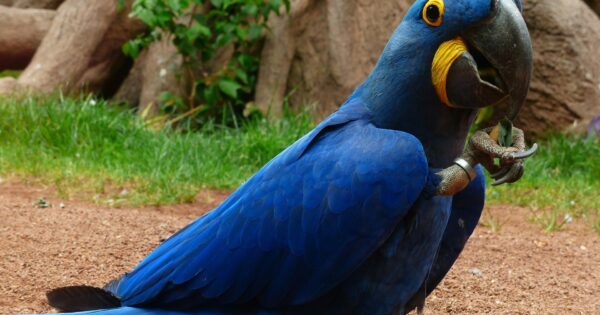 Hyacinth Macaws Can Make Great Pets with Proper Care and Attention – Articleton