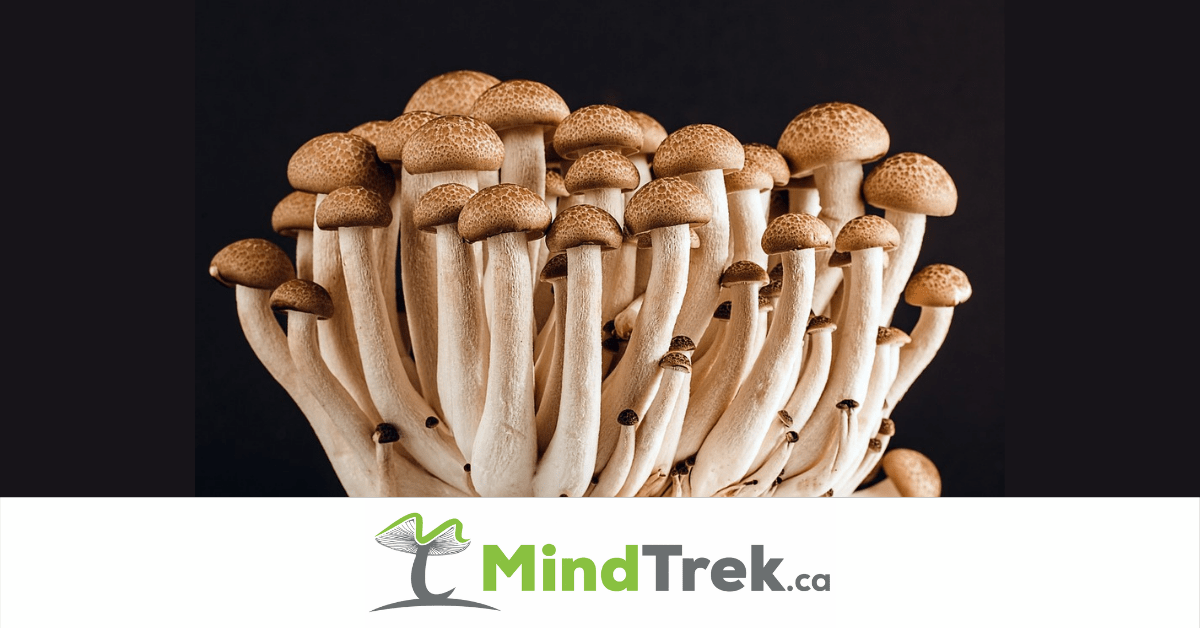 Shrooms for Therapeutic use for Anxiety, Addiction and Headaches - MindTrek.ca