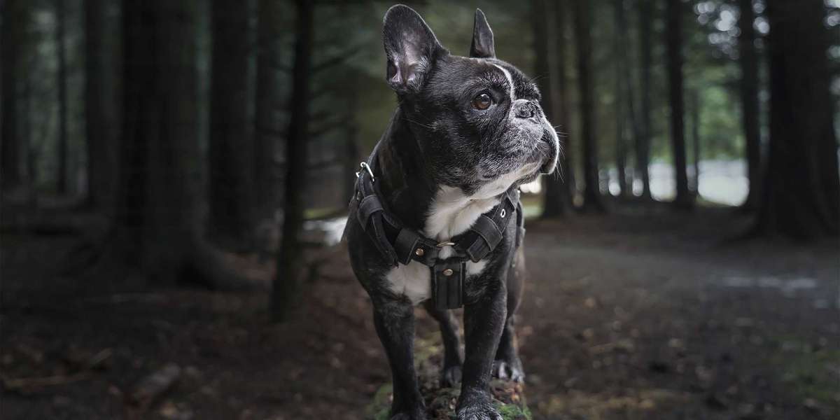 Are French Bulldogs good pets?