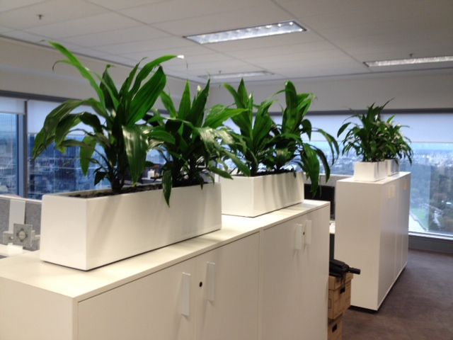 Why You Should Hire Office Plants in Melbourne?