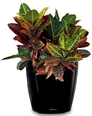 Enhance Your Space with Indoor Plants in Melbourne - Professional Website Blog Article By Inscape Indoor Plant Hire